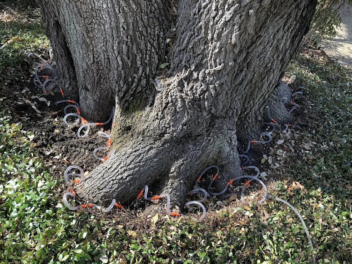 Detailed Shrub and Hedge Trimming job site in La Blanca
