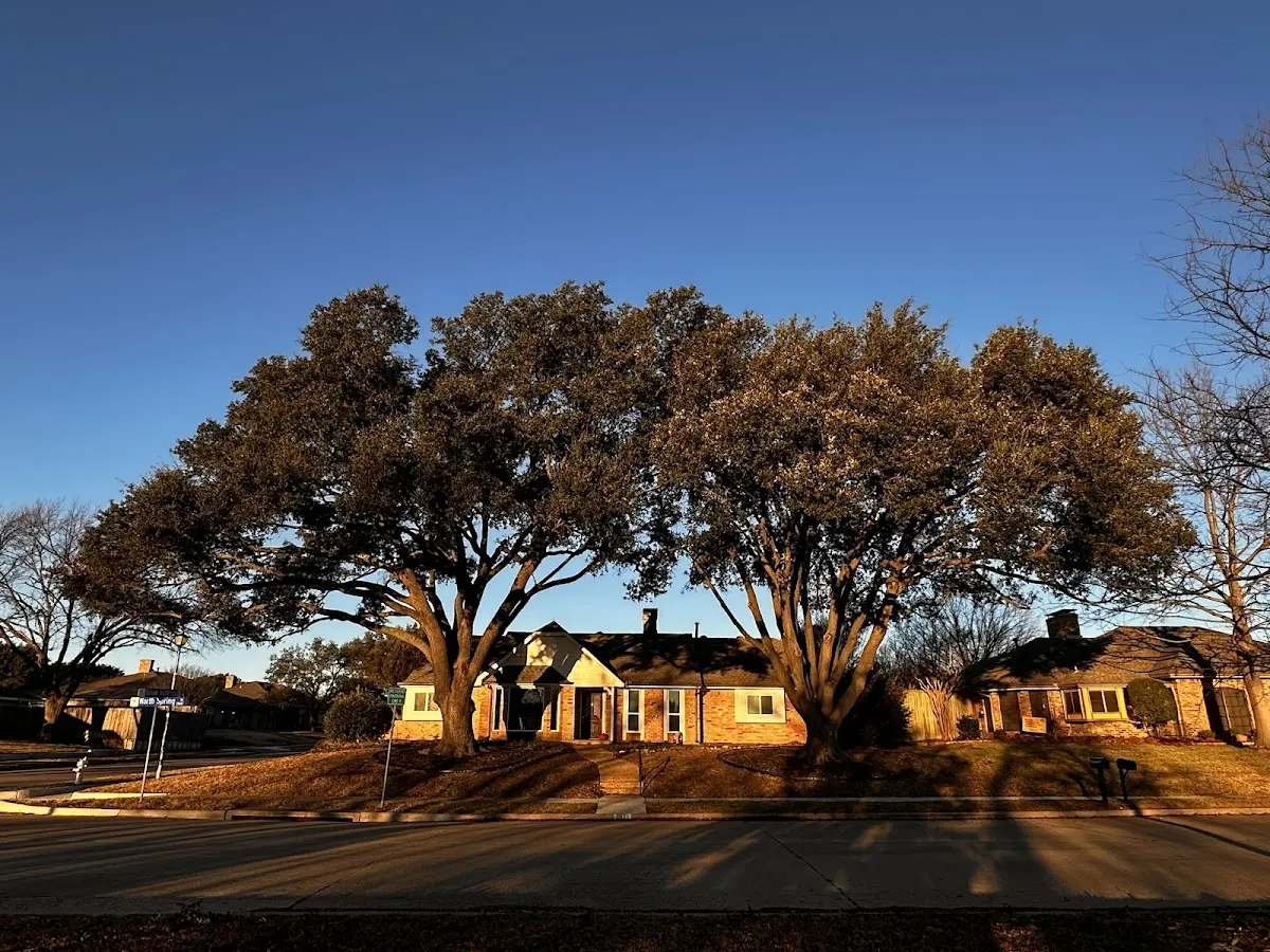Established residential canopy tree shading a home in La Blanca